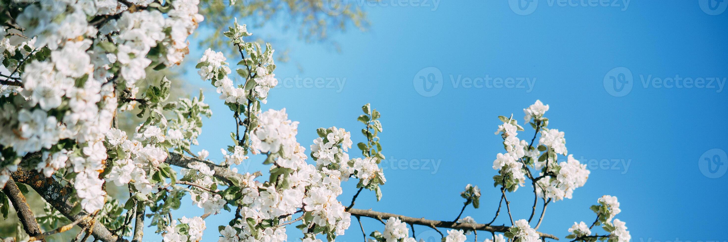 Blooming Apple tree branches with white flowers close-up. photo