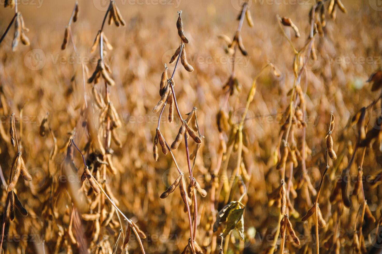 Soy field and ripe soy plants at sunrise. Soy agriculture photo