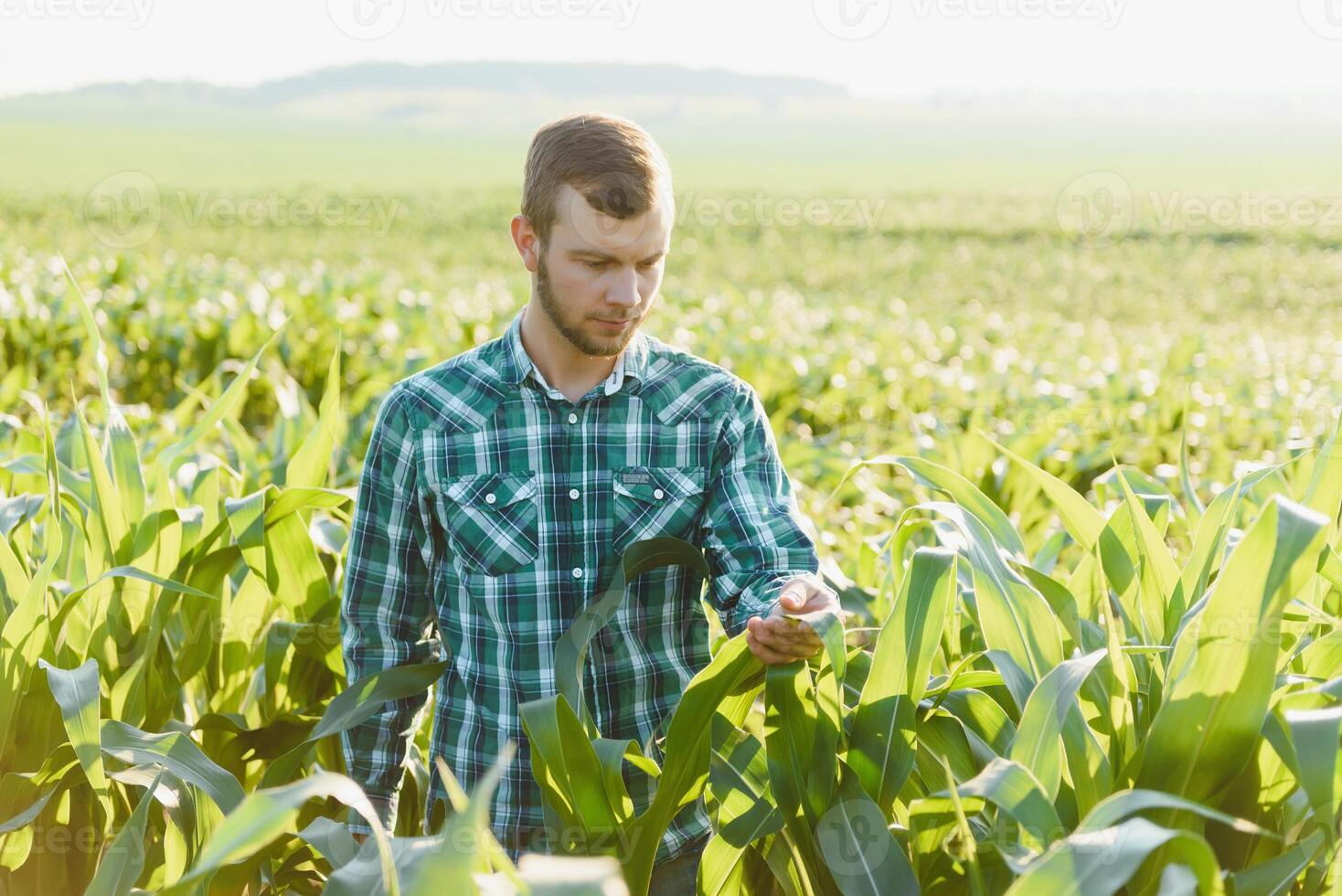 young farmer inspects a field of green corn. Agricultural industry. photo