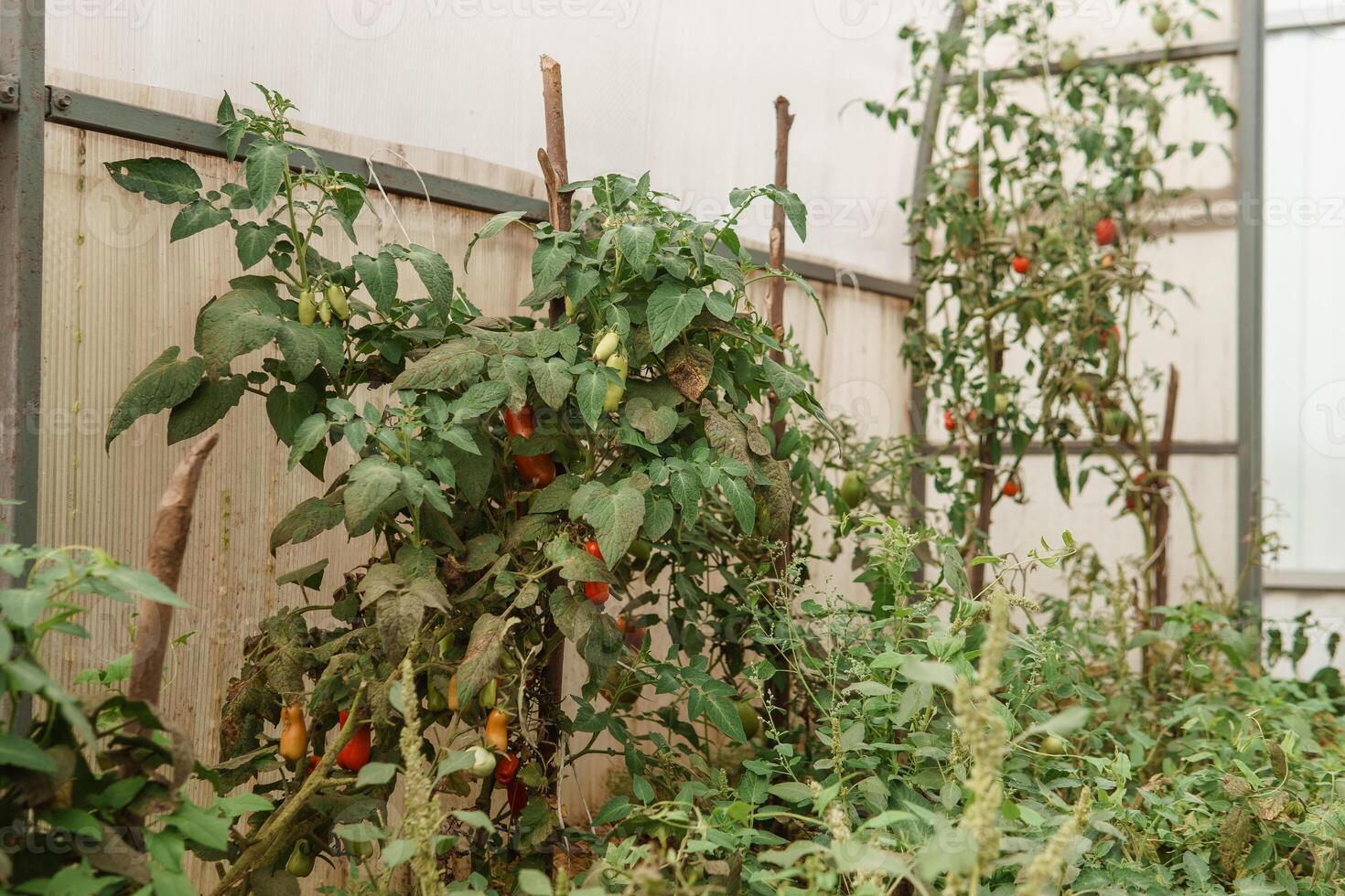 Tomatoes are hanging on a branch in the greenhouse. The concept of gardening and life in the country. A large greenhouse for growing homemade tomatoes. photo