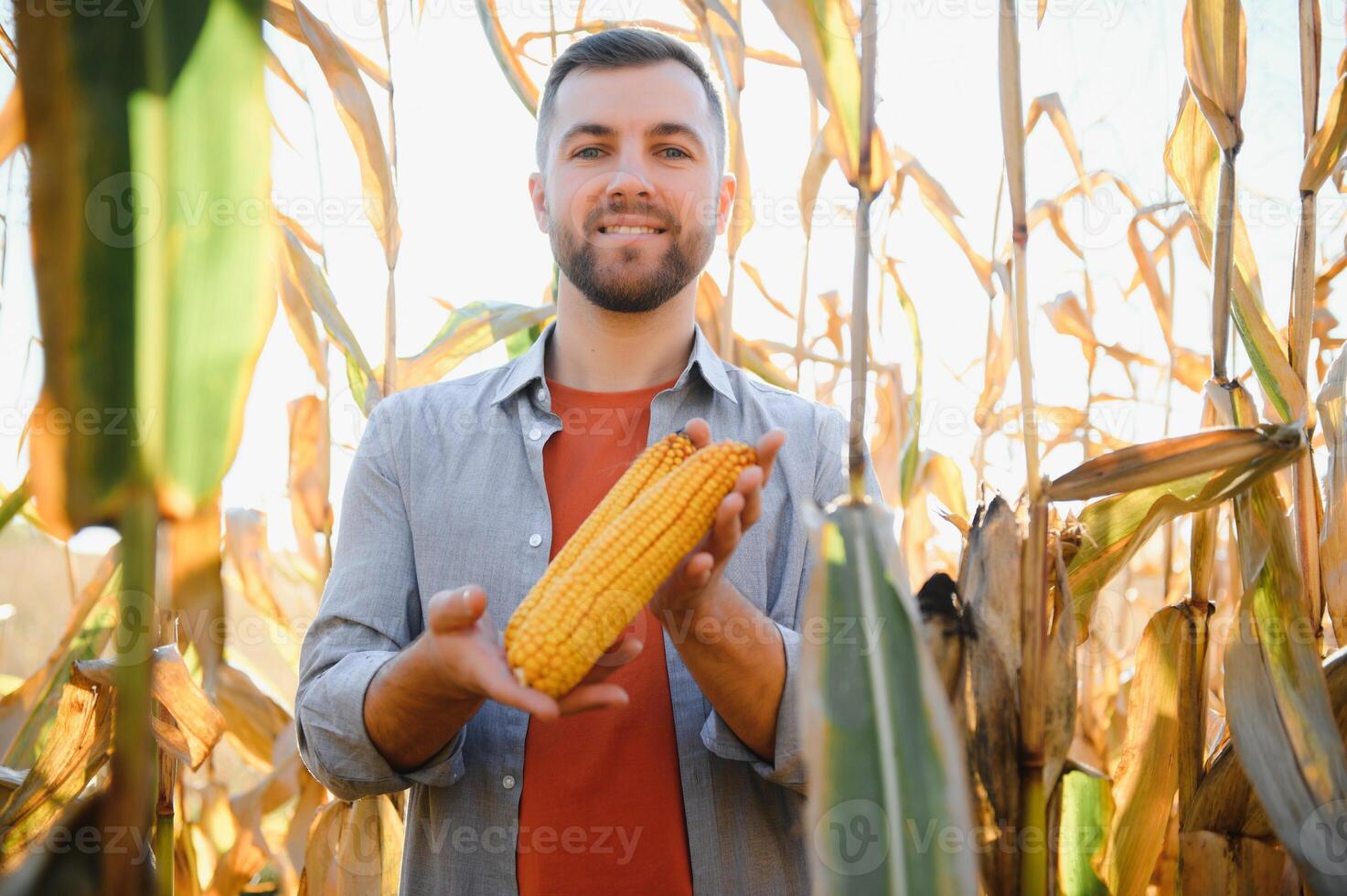 Farmer in field checking on corncobs photo