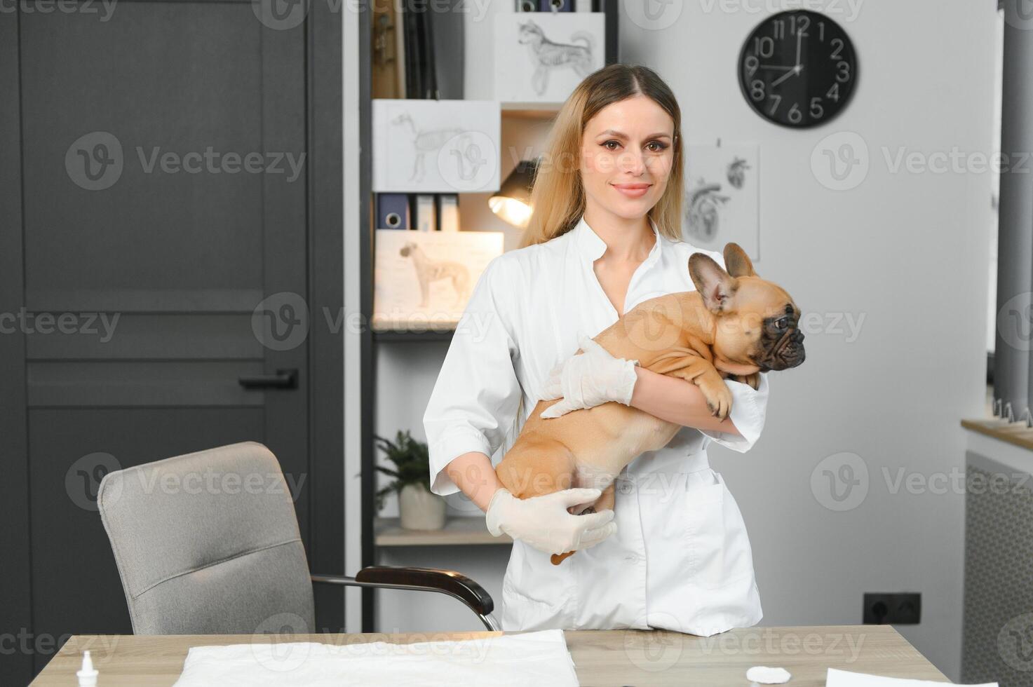 medicine, pet care and people concept - close up of french bulldog dog and veterinarian doctor hand at vet clinic photo