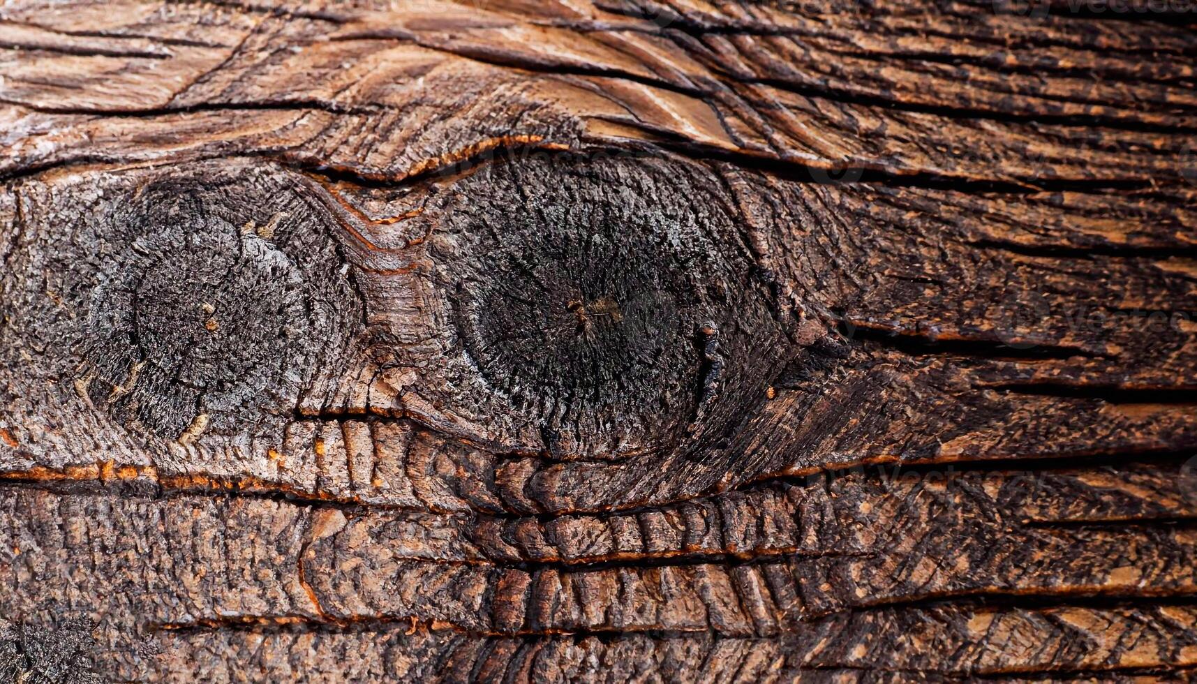 The photo of the texture of a section of black oak with a wood structure