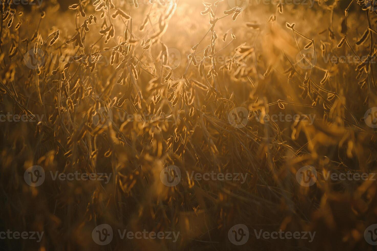 Ripe soybeans closeup, ready for harvest, shallow focus, agricultural background photo