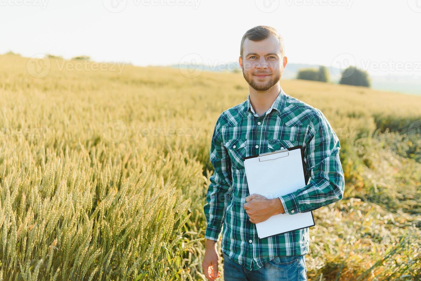 A farmer in a wheat field checks the quality of crops. photo