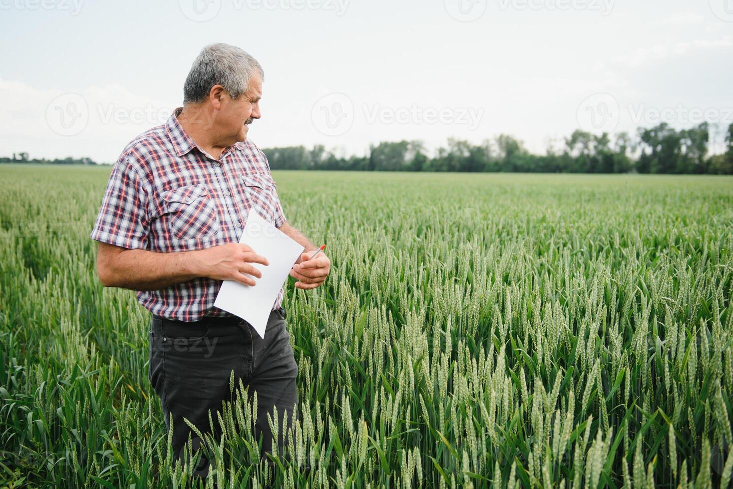 retrato de mayor granjero agrónomo en trigo campo mirando en el distancia. exitoso orgánico comida producción y cultivo foto