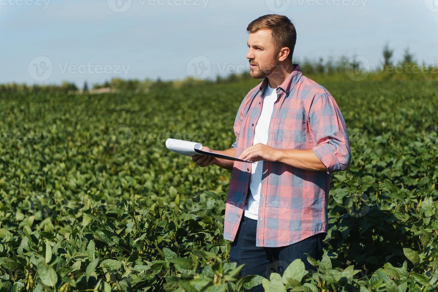 Agronomist inspecting soya bean crops growing in the farm field. Agriculture production concept. young agronomist examines soybean crop on field in summer. Farmer on soybean field photo