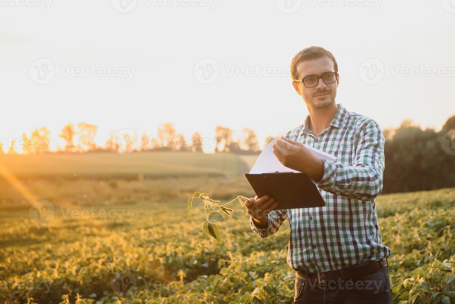 Farmer in soybean fields. Growth, outdoor. photo