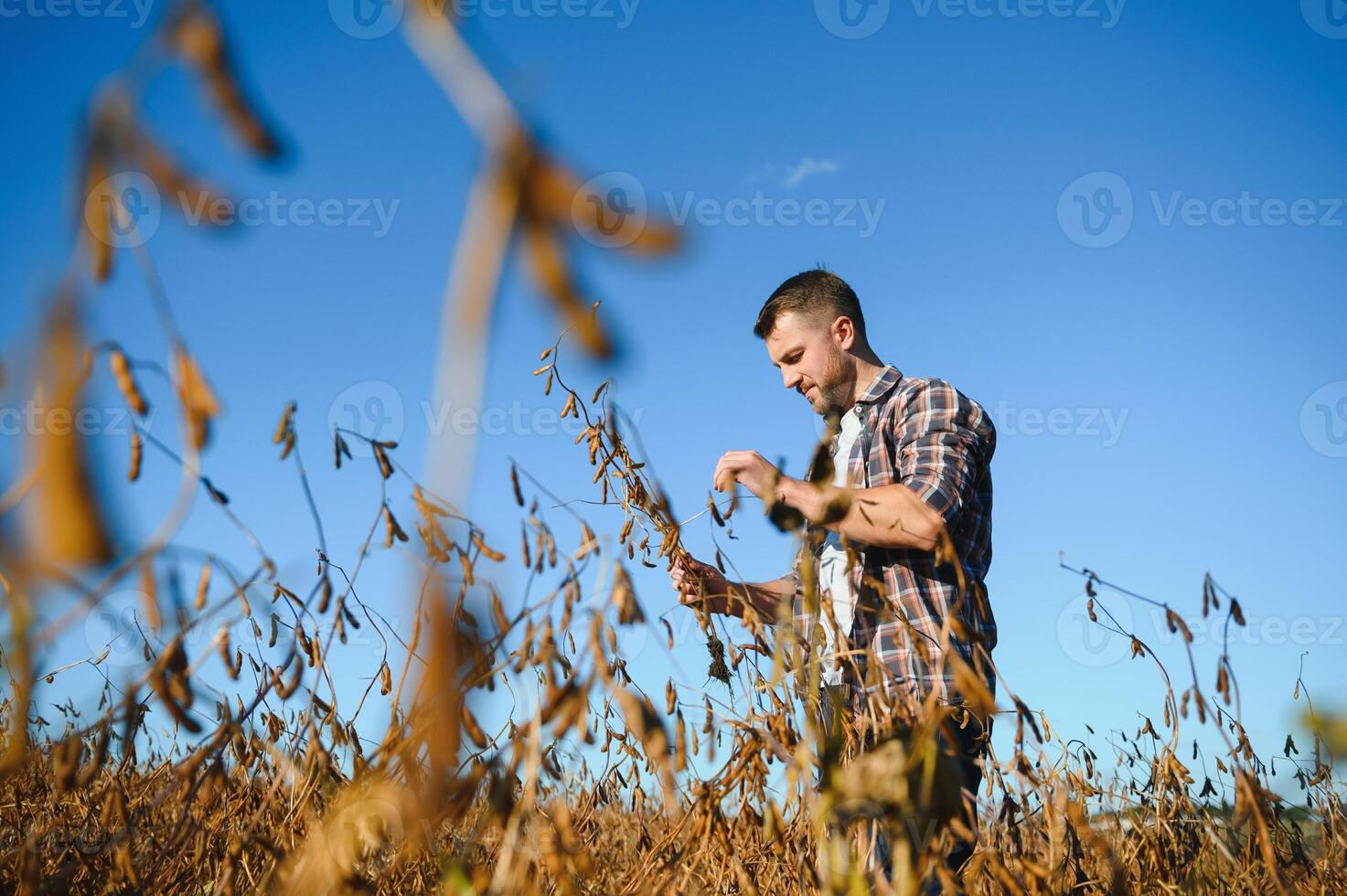 farmer standing in soybean field examining crop at sunset. photo