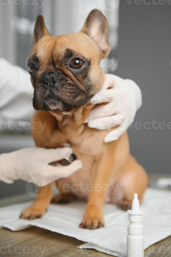 A veterinarian examines a dog. Selective focus on the dog. High quality photo