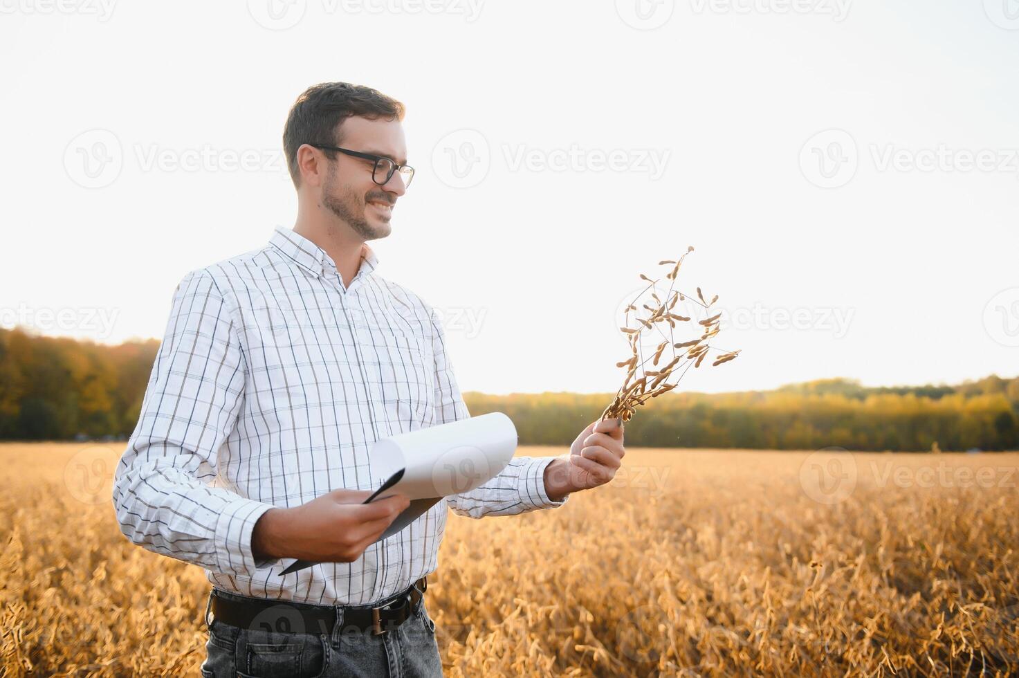 agronomist or farmer examining crop of soybeans field photo