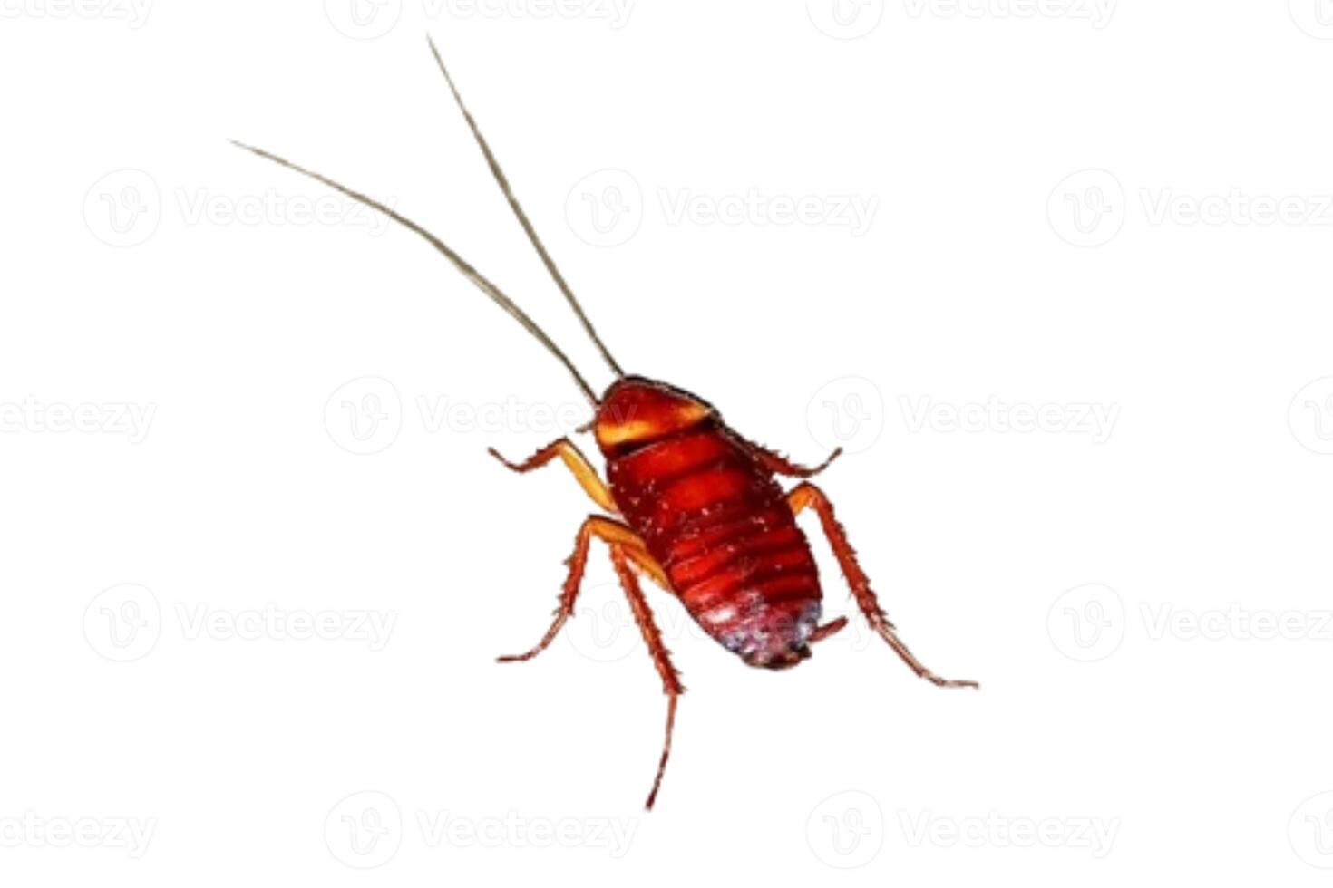 cockroach isolated on white background photo