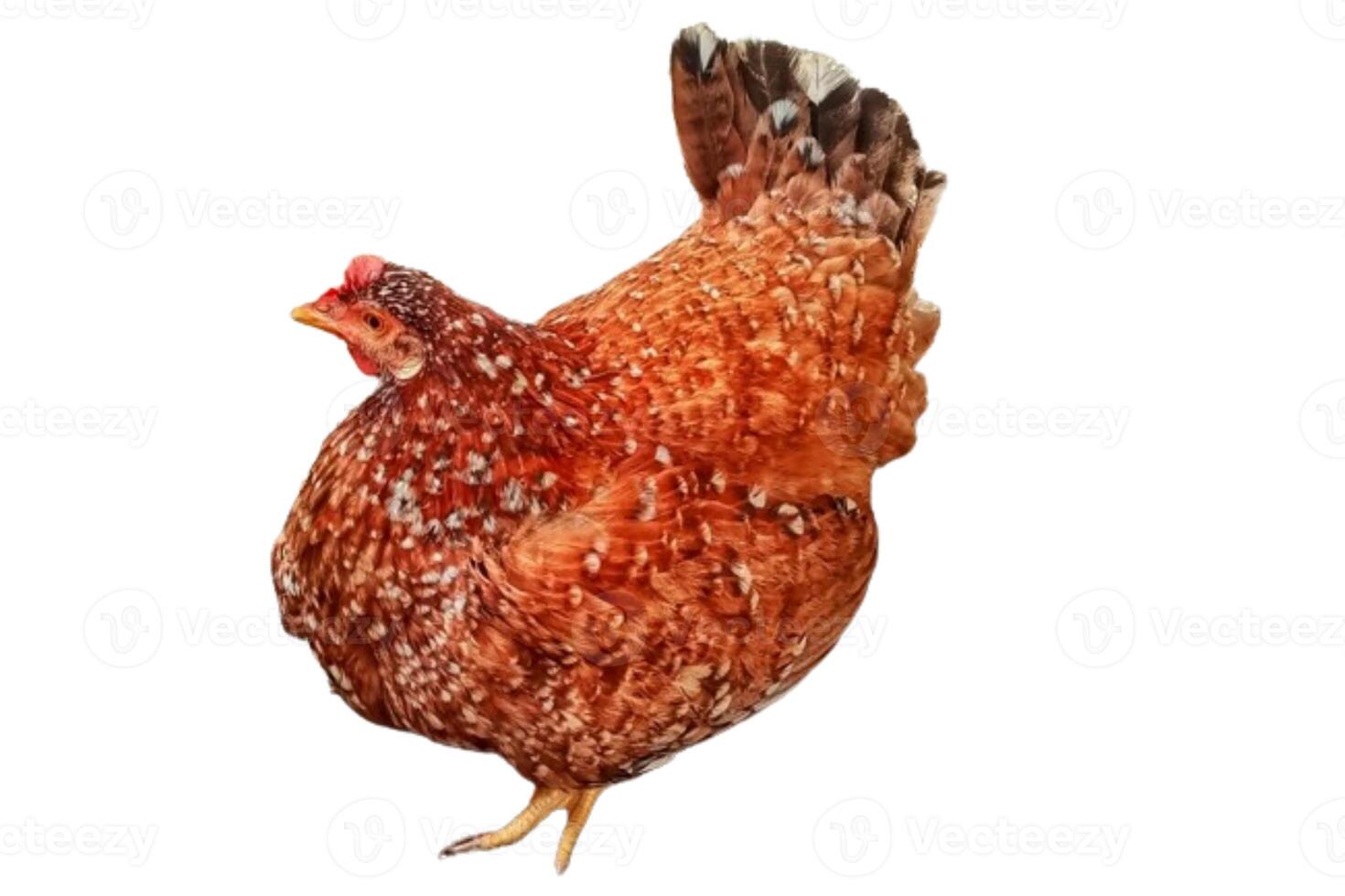 A brown chicken is lying down isolated on white background photo