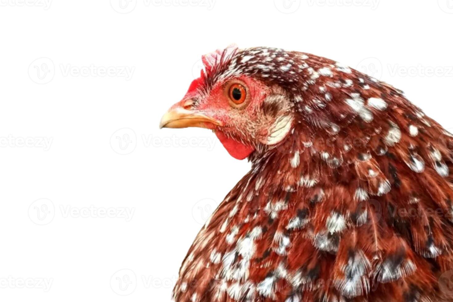 Chicken head isolated on white background photo