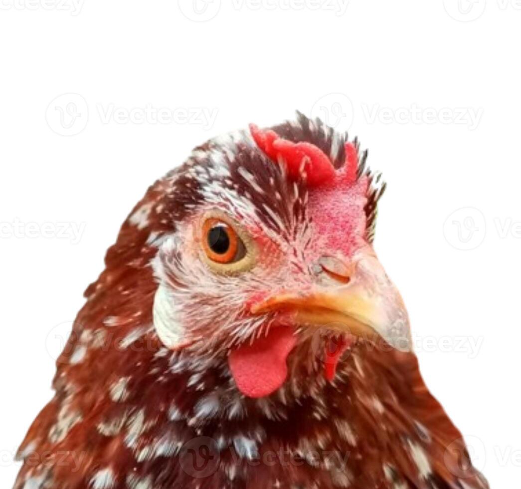 Chicken head isolated on white background photo