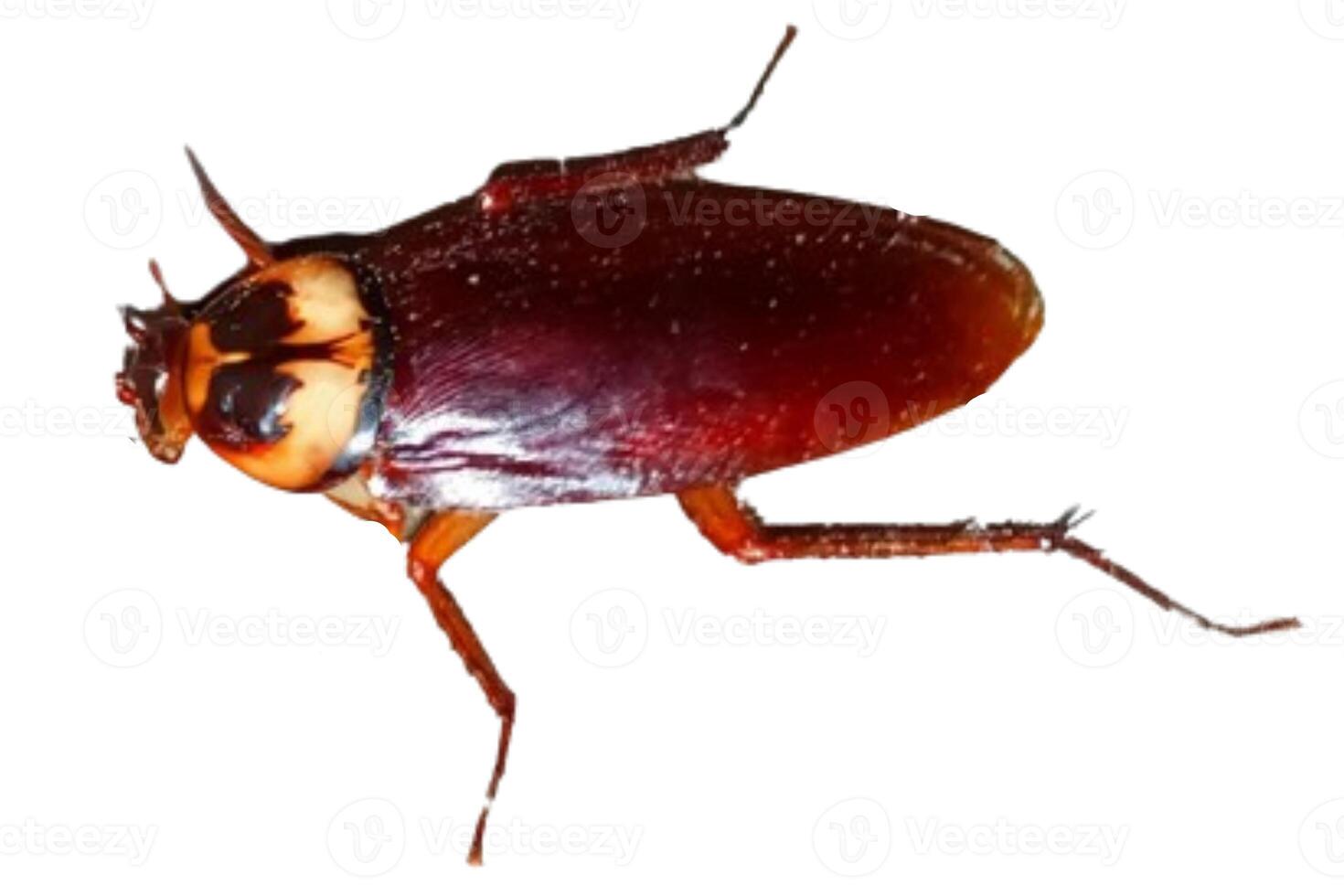 cockroach isolated on white background photo