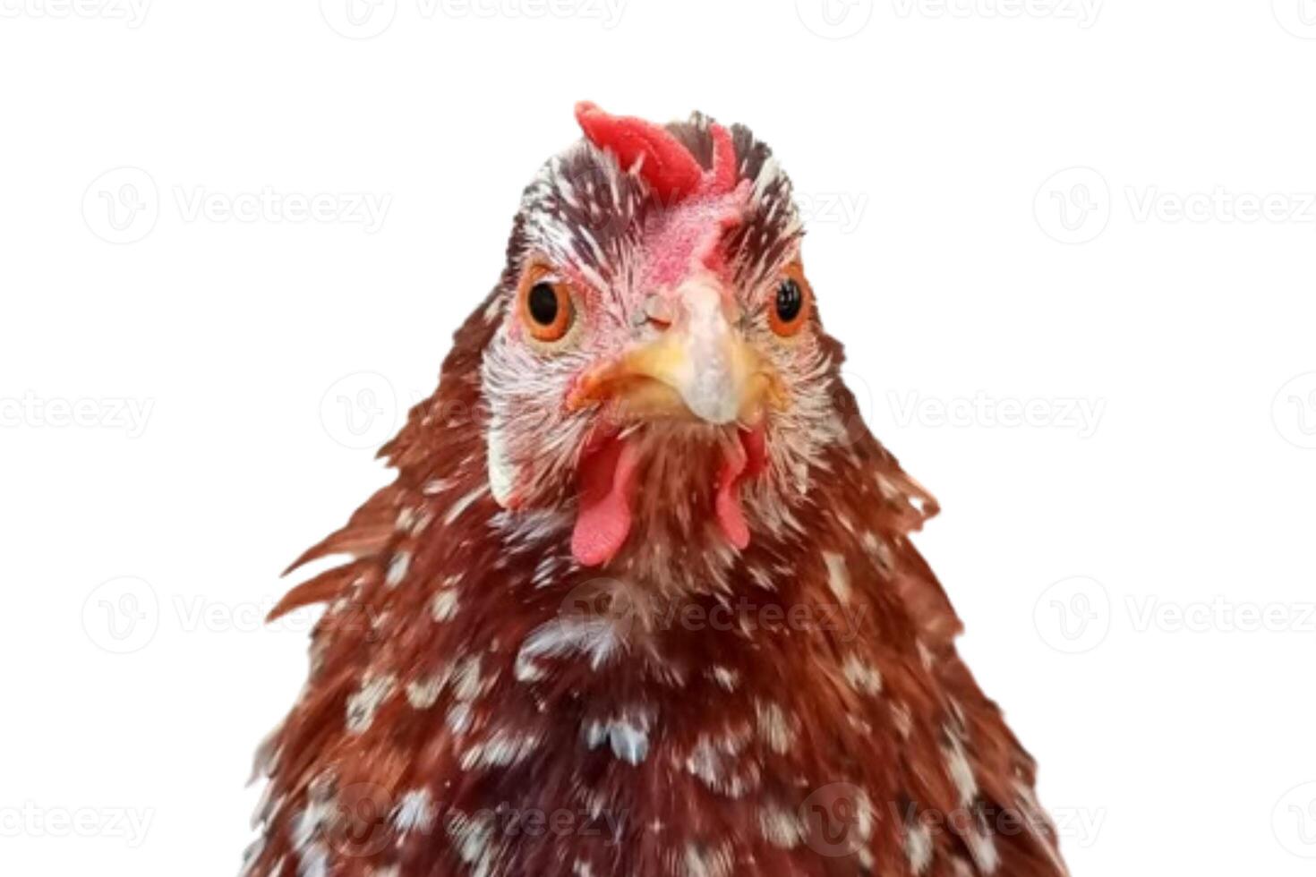 Chicken head isolated on white background photo