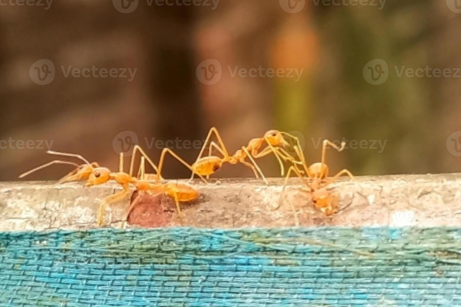 okophila esmargadina o asiático tejedor hermosa hormiga foto