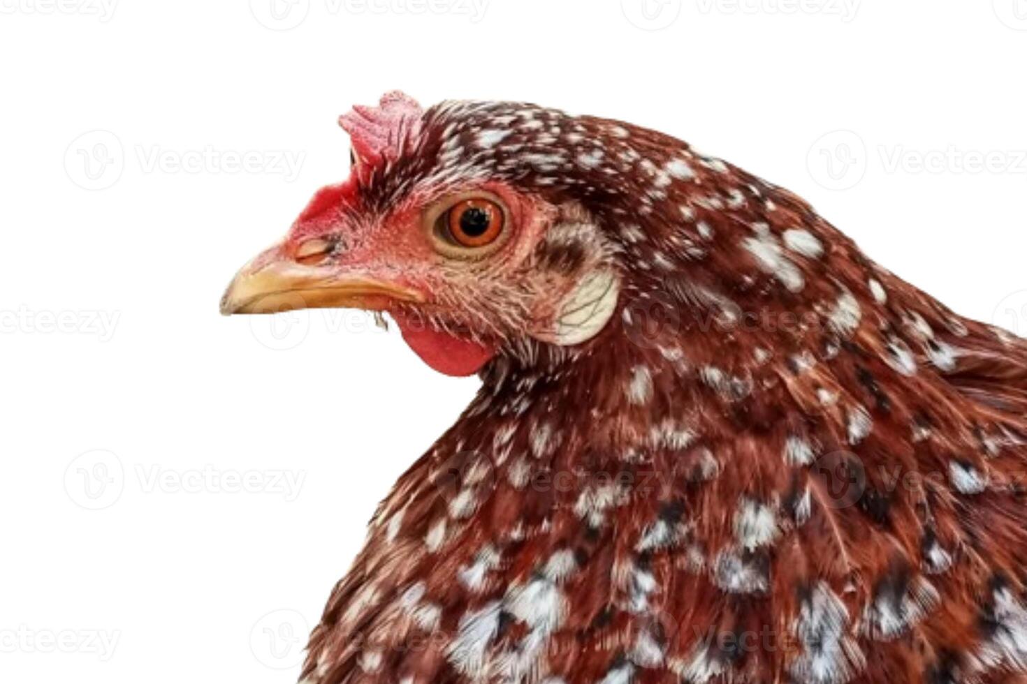 Chicken head isolated on white background photo