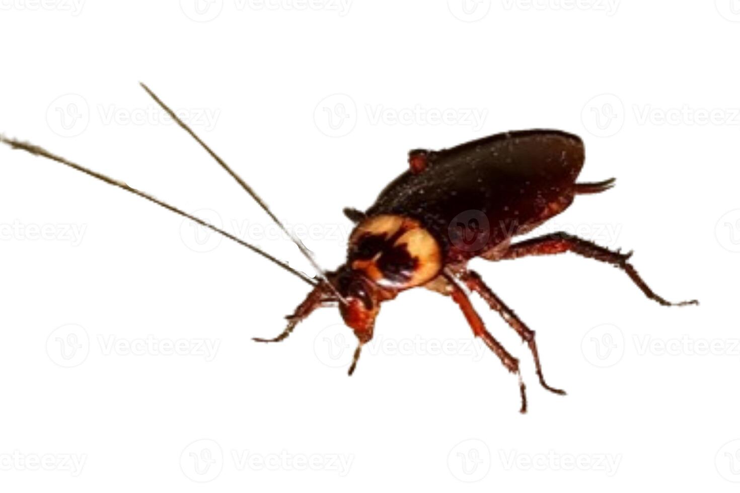 cockroach isolated on white background photo