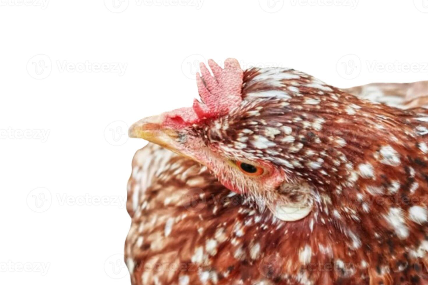 Chicken head isolated on white background photo