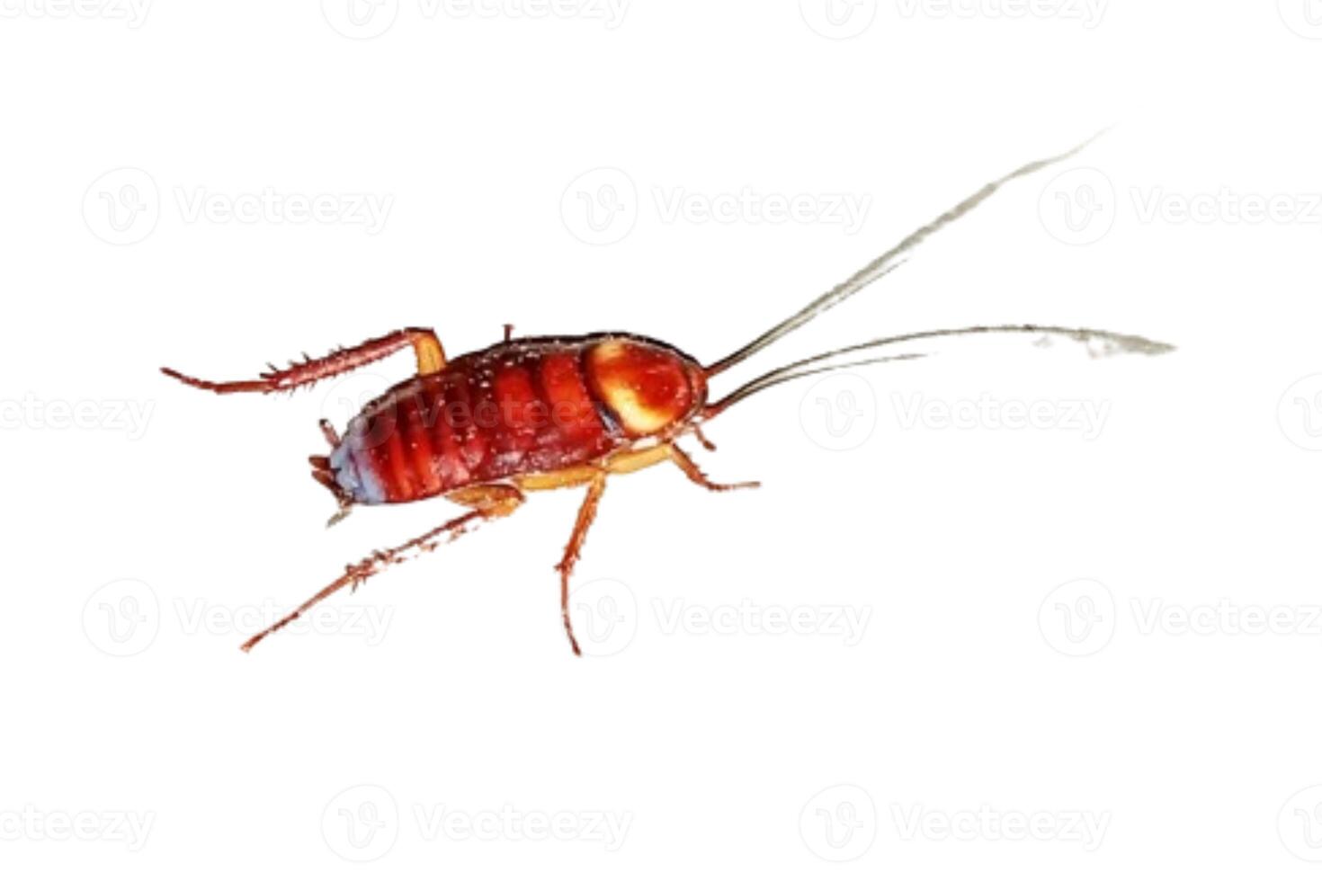 cockroach isolated on white background photo