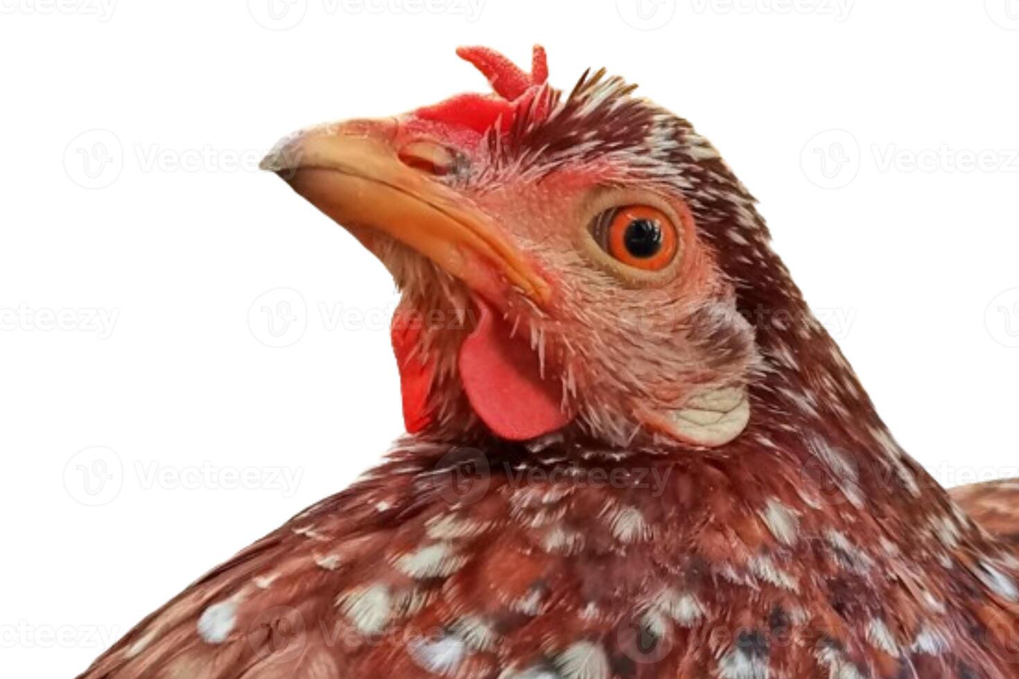Chicken head isolated on white background photo