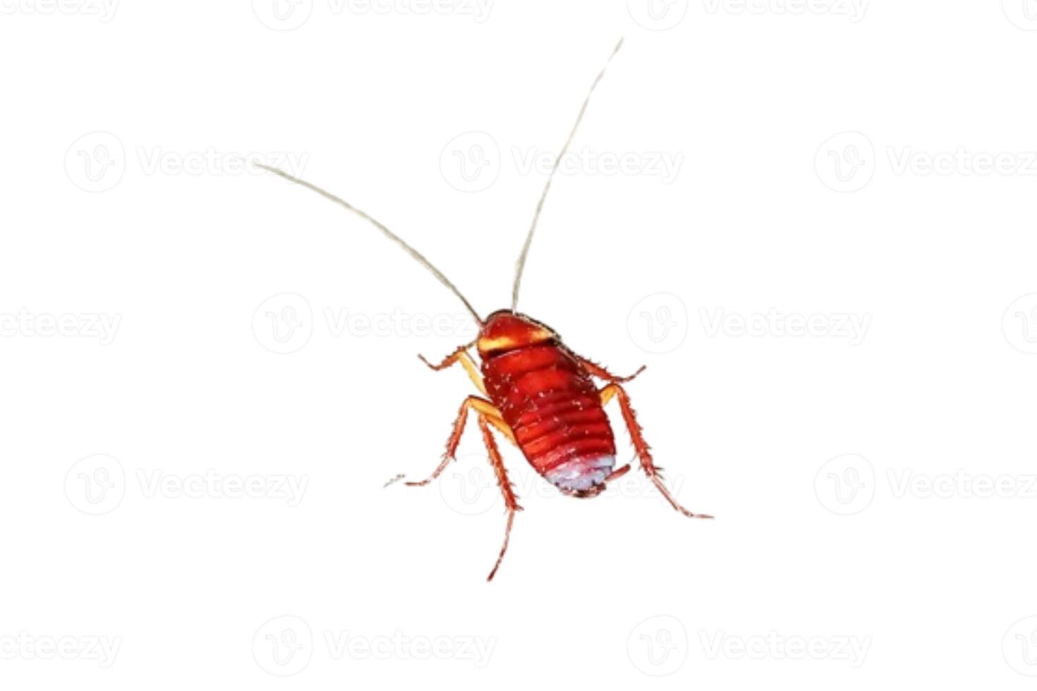 cockroach isolated on white background photo