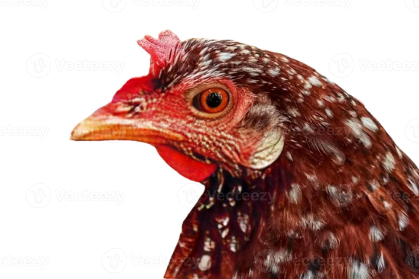 Chicken head isolated on white background photo