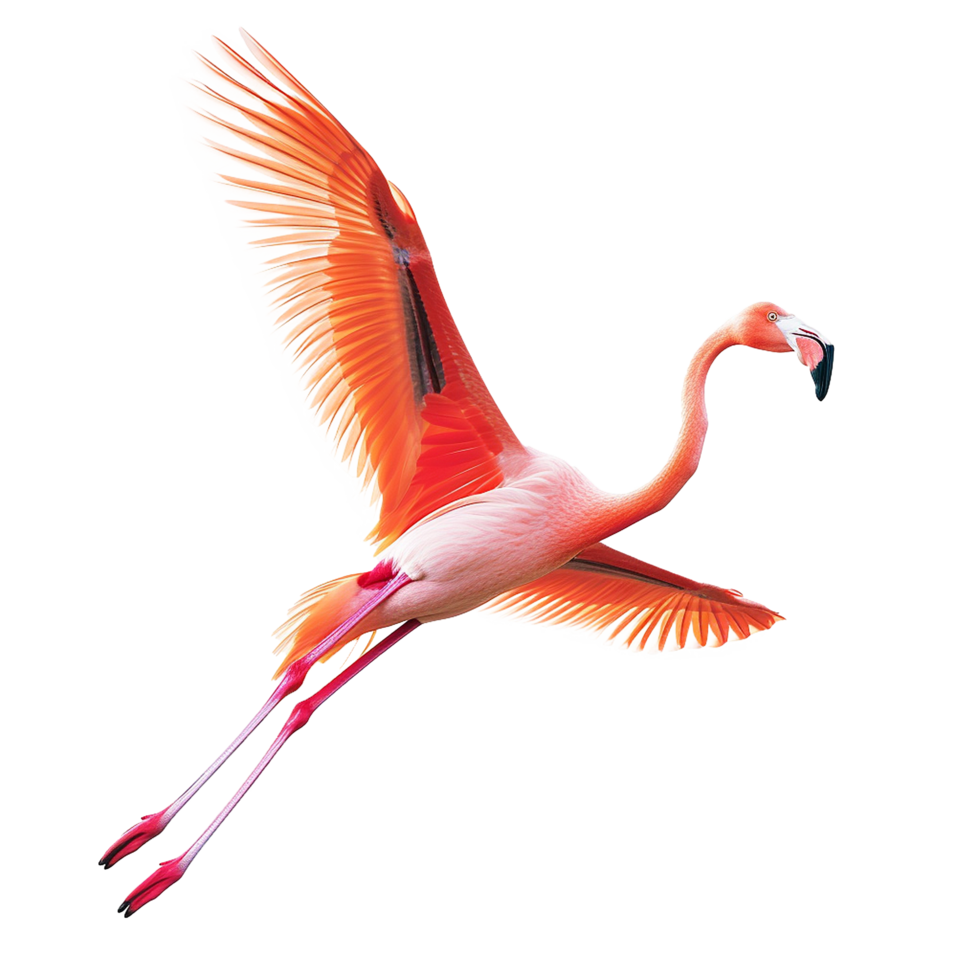 AI generated Flamingo flying png isolated on transparent background