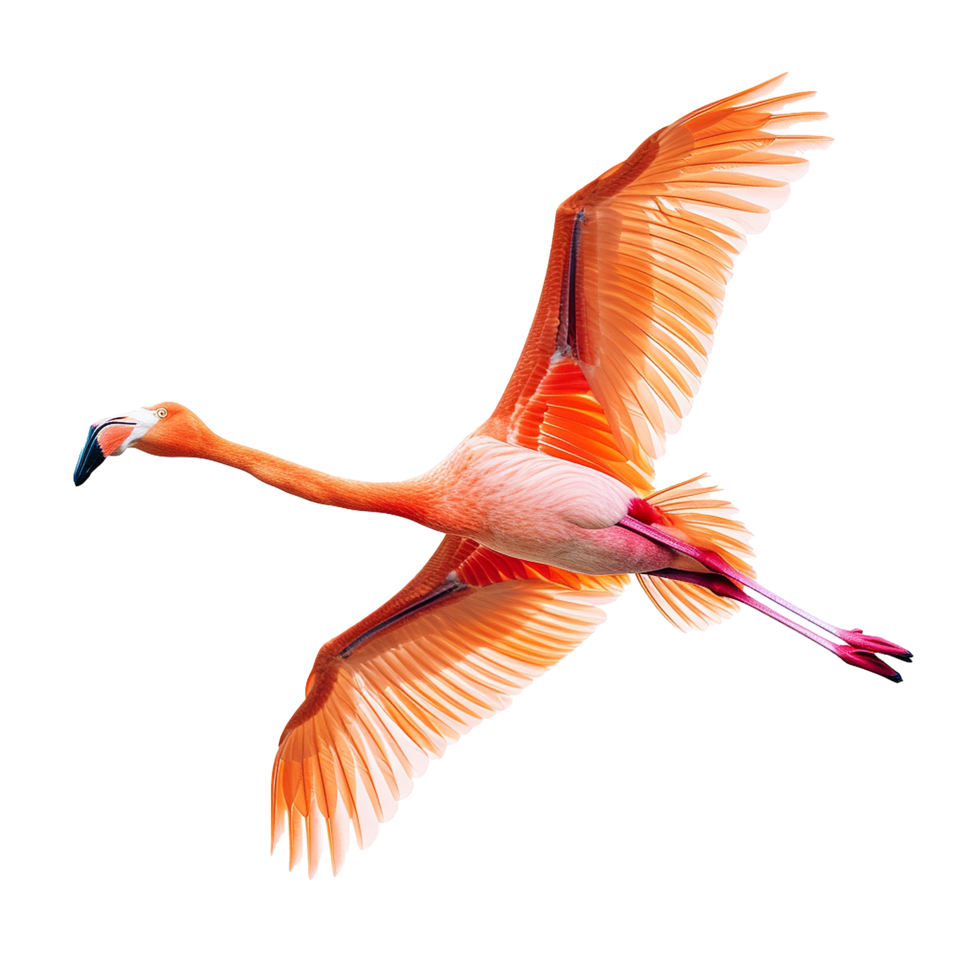 AI generated Flamingo flying png isolated on transparent background