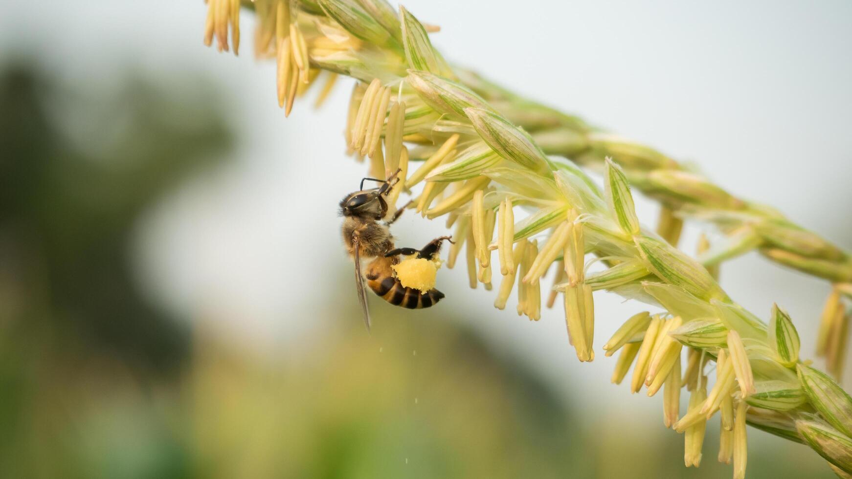 Honey bee worker collecting pollen from flower of Sweet corn, Flying, pollinate, nectar, yellow pollen ,insect,  bumblebee, Macro horizontal photography, Summer and spring backgrounds, copy space. photo