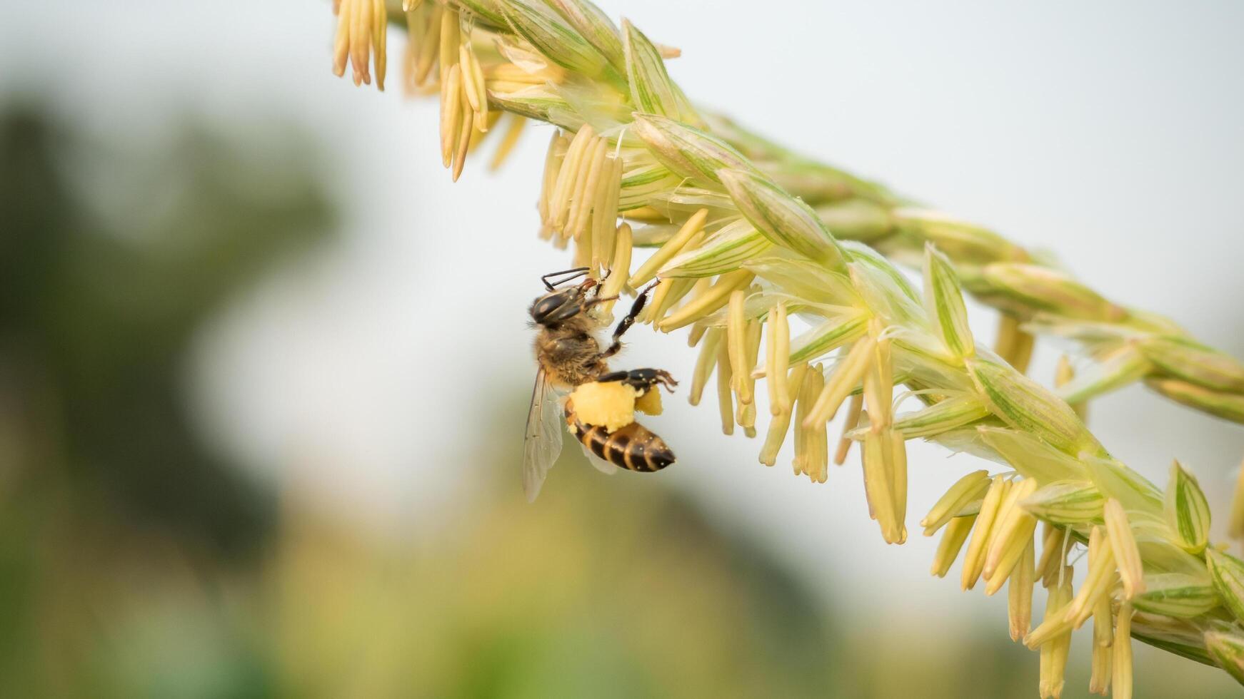 Honey bee worker collecting pollen from flower of Sweet corn, Flying, pollinate, nectar, yellow pollen ,insect,  bumblebee, Macro horizontal photography, Summer and spring backgrounds, copy space. photo