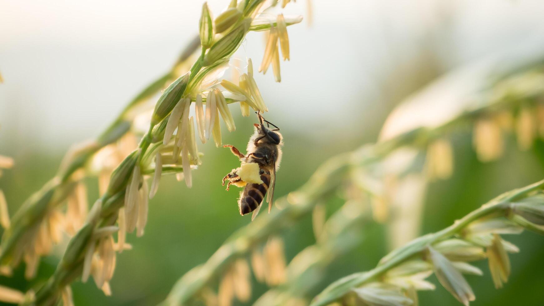 Honey bee worker collecting pollen from flower of Sweet corn, Flying, pollinate, nectar, yellow pollen ,insect,  bumblebee, Macro horizontal photography, Summer and spring backgrounds, copy space. photo