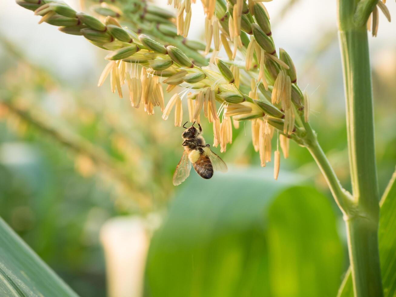 Honey bee worker collecting pollen from flower of Sweet corn, Flying, pollinate, nectar, yellow pollen ,insect,  bumblebee, Macro horizontal photography, Summer and spring backgrounds, copy space. photo