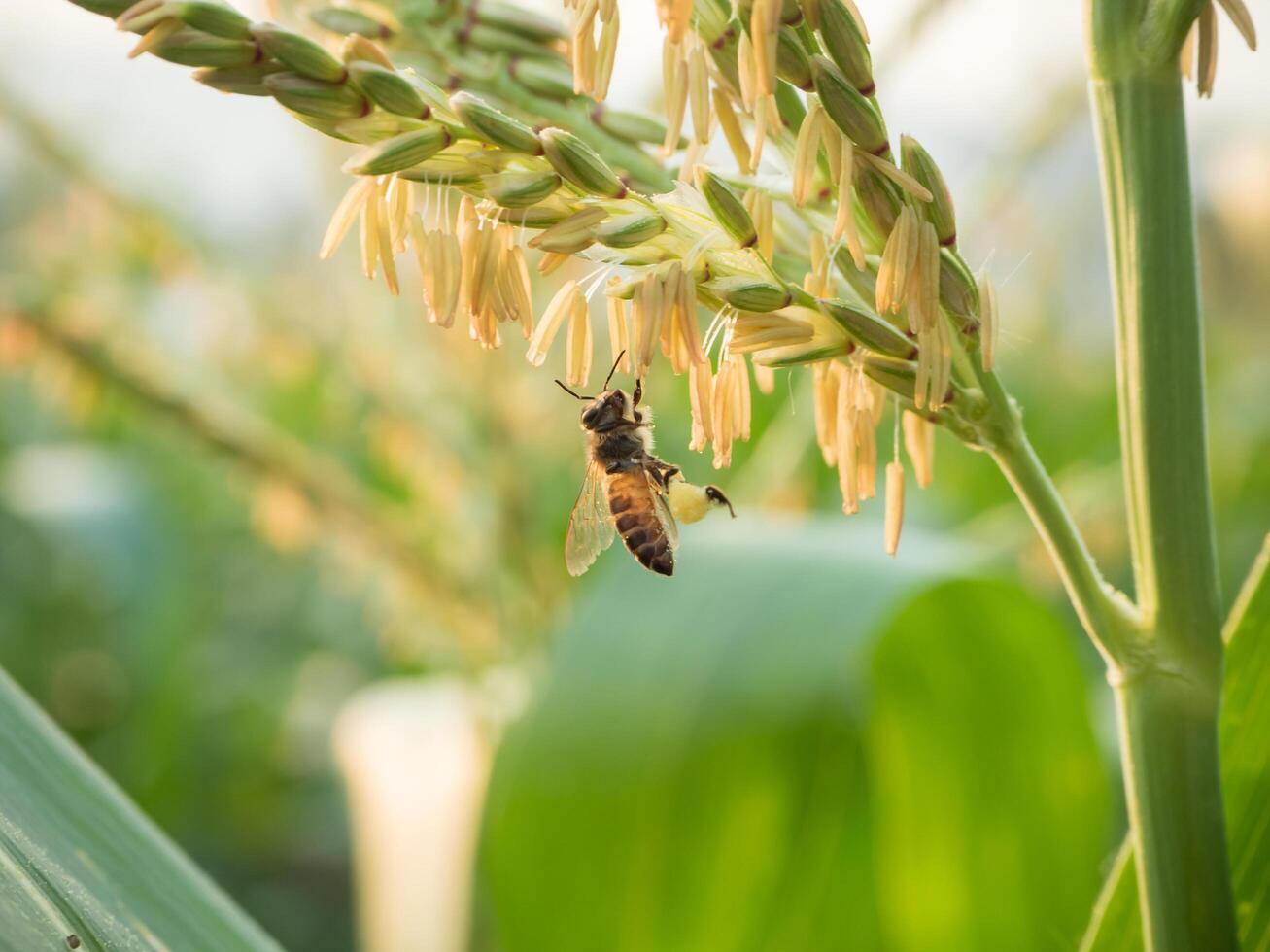 Honey bee worker collecting pollen from flower of Sweet corn, Flying, pollinate, nectar, yellow pollen ,insect,  bumblebee, Macro horizontal photography, Summer and spring backgrounds, copy space. photo