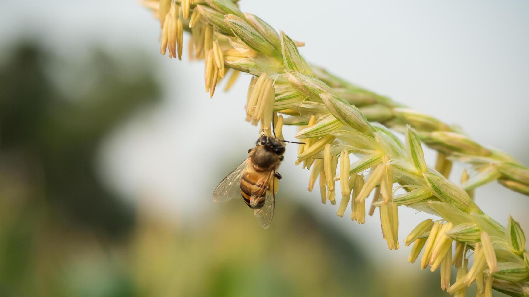 Honey bee worker collecting pollen from flower of Sweet corn, Flying, pollinate, nectar, yellow pollen ,insect,  bumblebee, Macro horizontal photography, Summer and spring backgrounds, copy space. photo