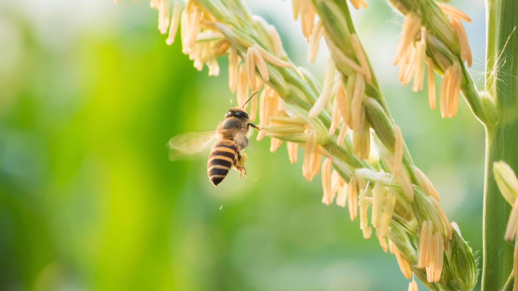 Honey bee worker collecting pollen from flower of Sweet corn, Flying, pollinate, nectar, yellow pollen ,insect,  bumblebee, Macro horizontal photography, Summer and spring backgrounds, copy space. photo