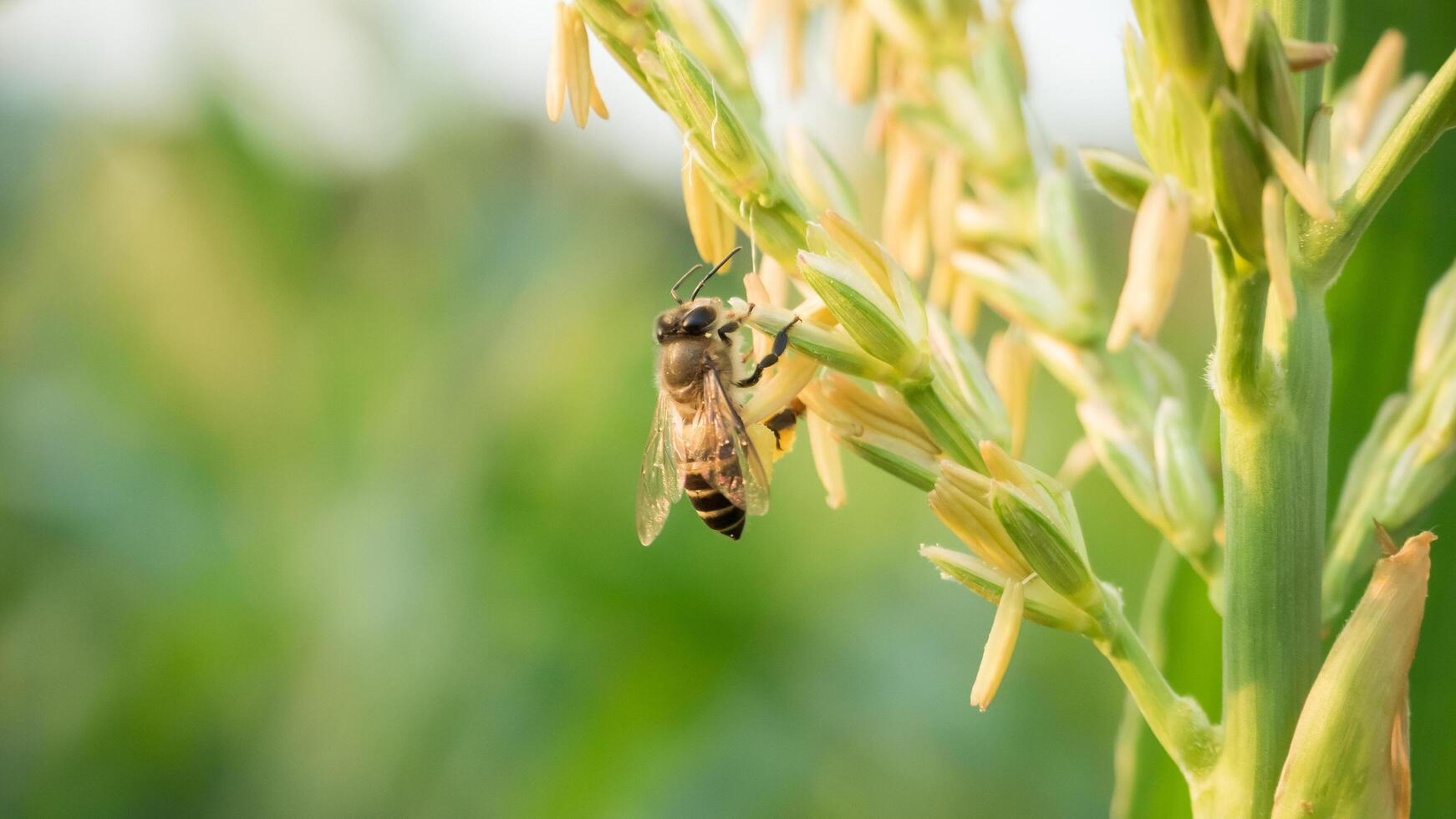 Honey bee worker collecting pollen from flower of Sweet corn, Flying, pollinate, nectar, yellow pollen ,insect,  bumblebee, Macro horizontal photography, Summer and spring backgrounds, copy space. photo