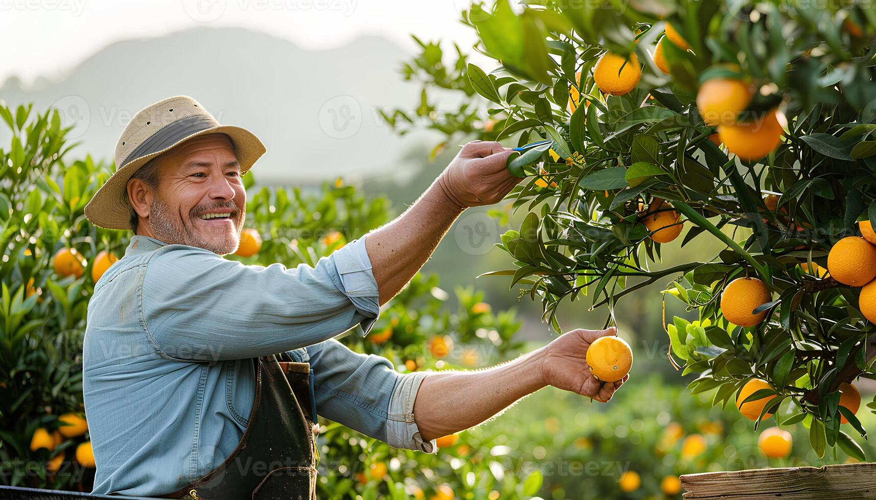 AI generated Man picking oranges off of an orange tree. Happy farmer picking an orange from his tree while the sun is shining. Orange picking season photo