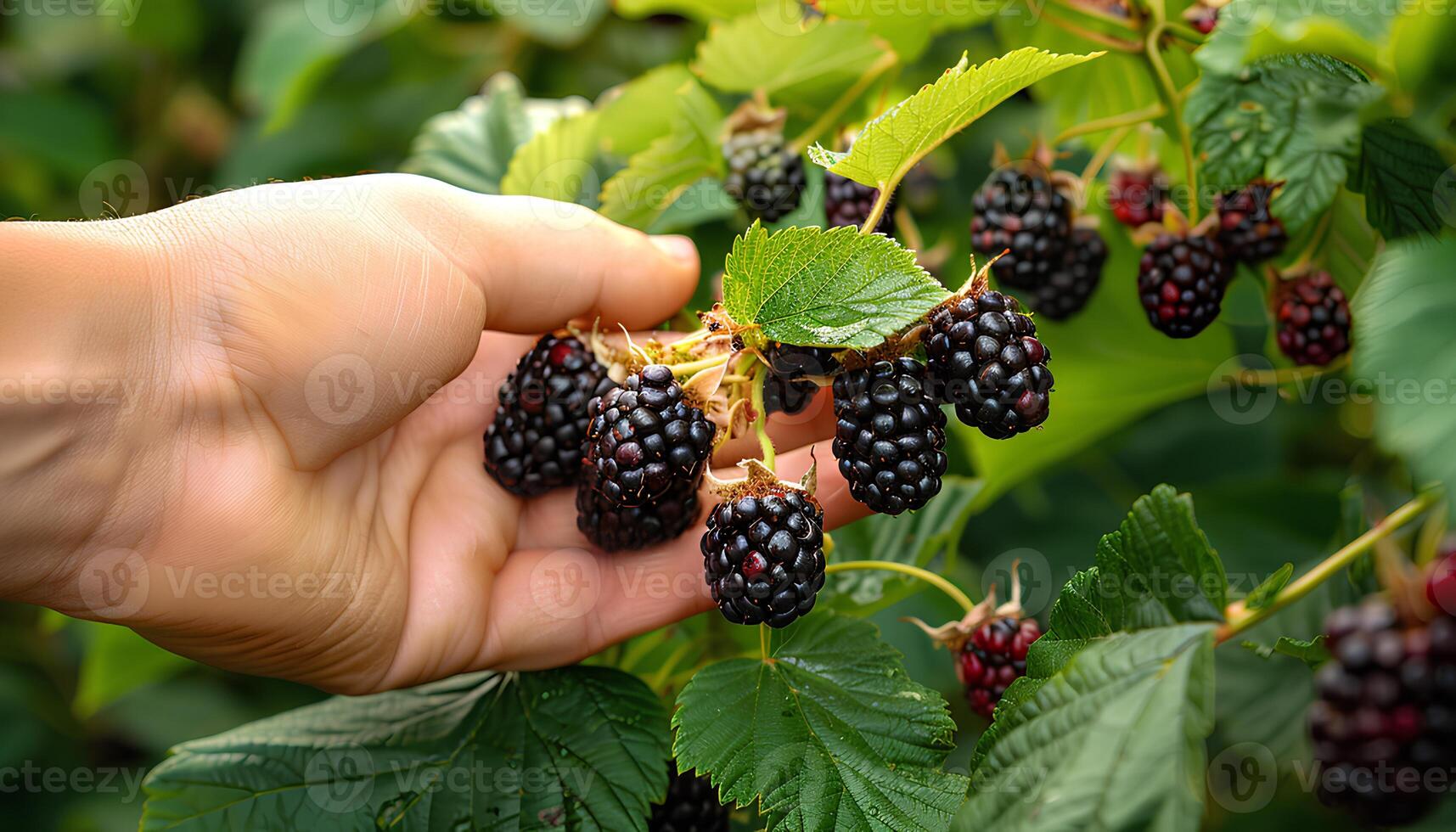 AI generated Hand picking blackberries off of a blackberry shrub. Blackberry picking season. Person picking ripe blackberries. Blackberry harvest. Blackberry fruit photo