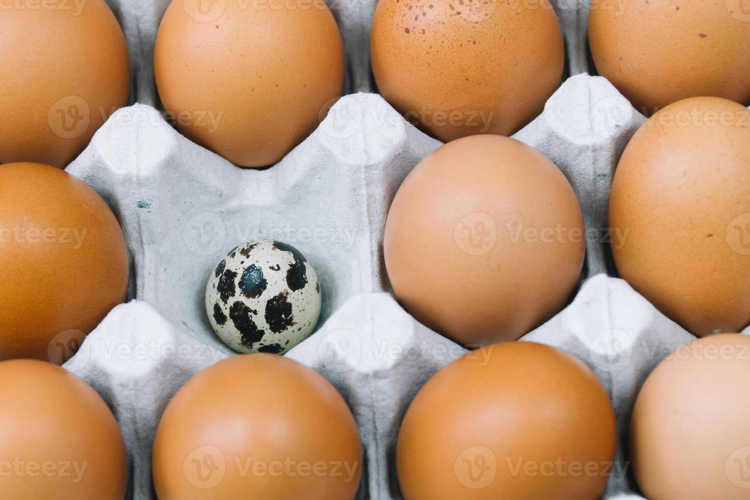 Brown raw chicken eggs and alone quail egg in a tray side view photo