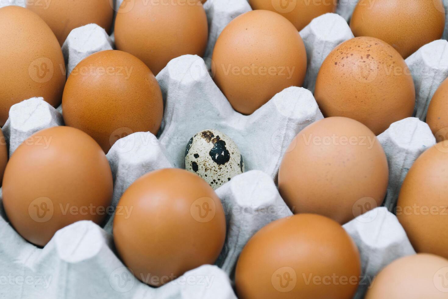 Brown raw chicken eggs and alone quail egg in a tray side view photo