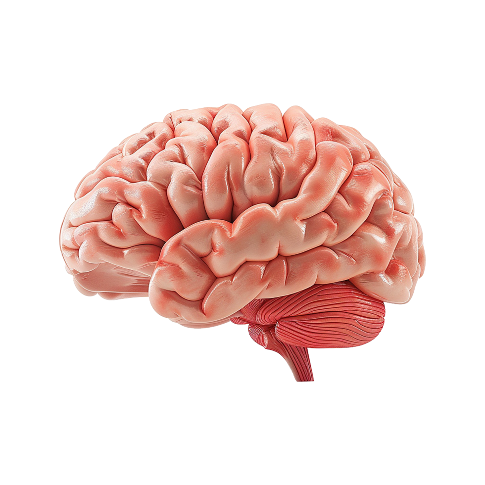AI generated Colorful brain isolated on transparent background png