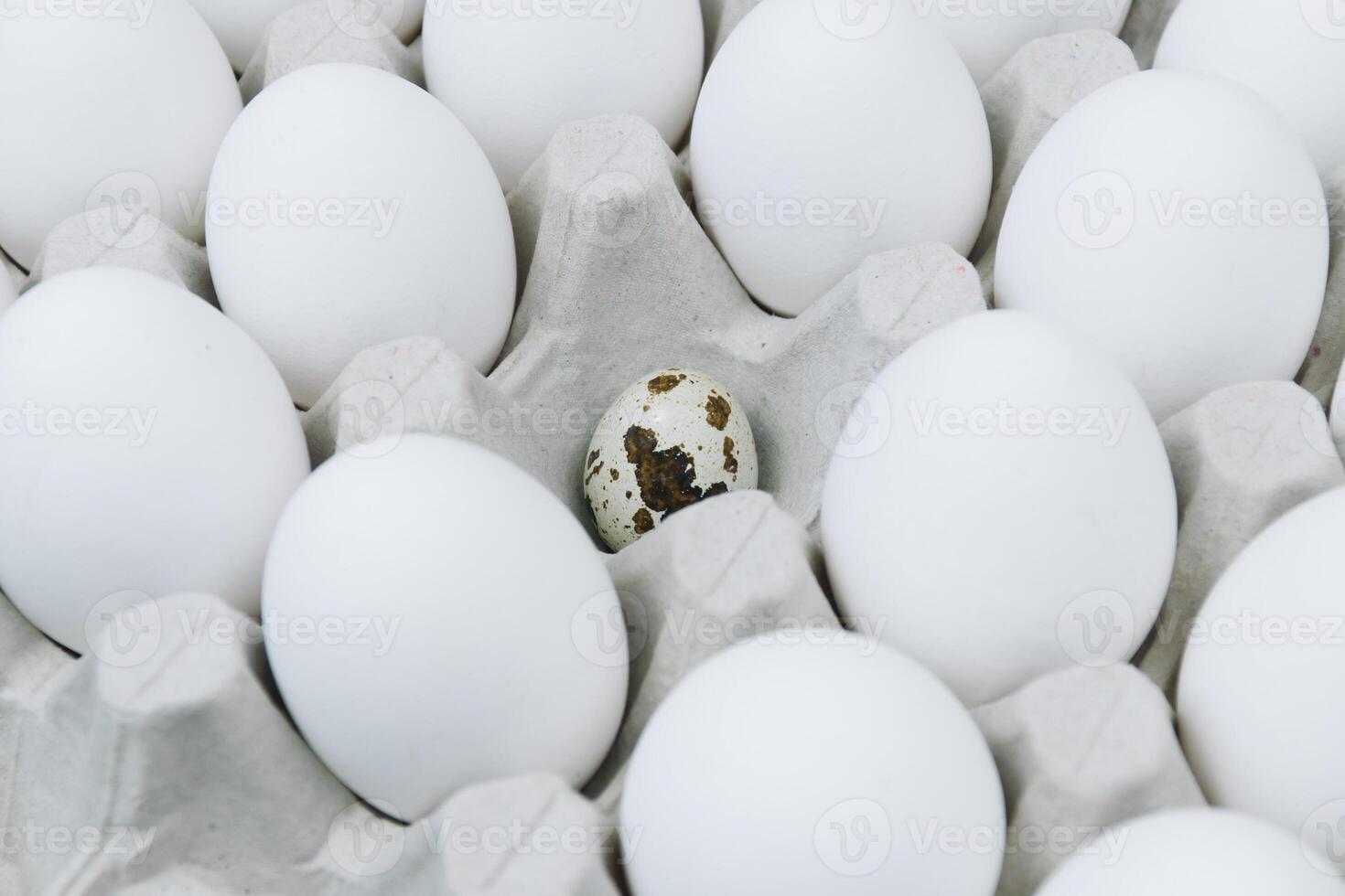 White raw chicken eggs and alone quail egg in a tray side view photo