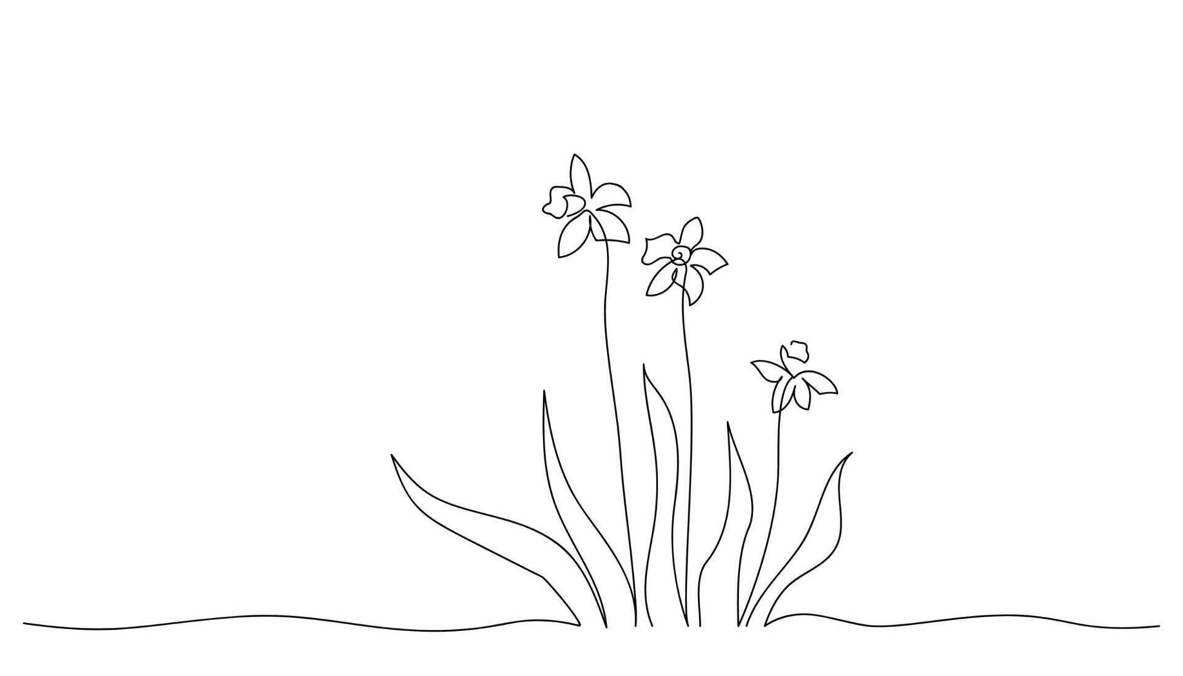 Continuous line drawing of daffodils, Sketch of spring flowers. Botanical art in minimalist style. Beauty vector illustration in retro style.