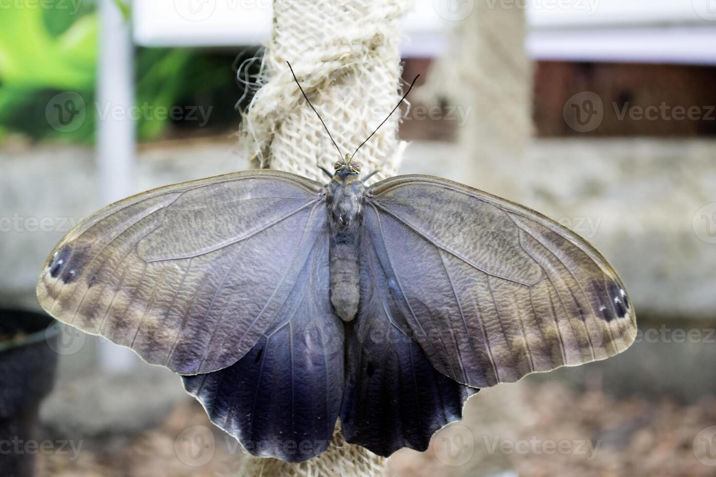 Beautiful butterfly on a green leaves. Tropical wildlife. Beautiful insects. Beauty of nature. Macro nature. photo