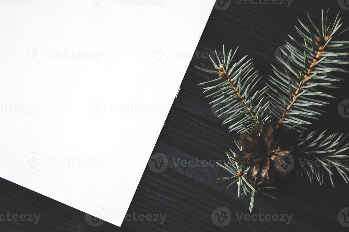 The branch of evergreen on the blue wooden background. photo