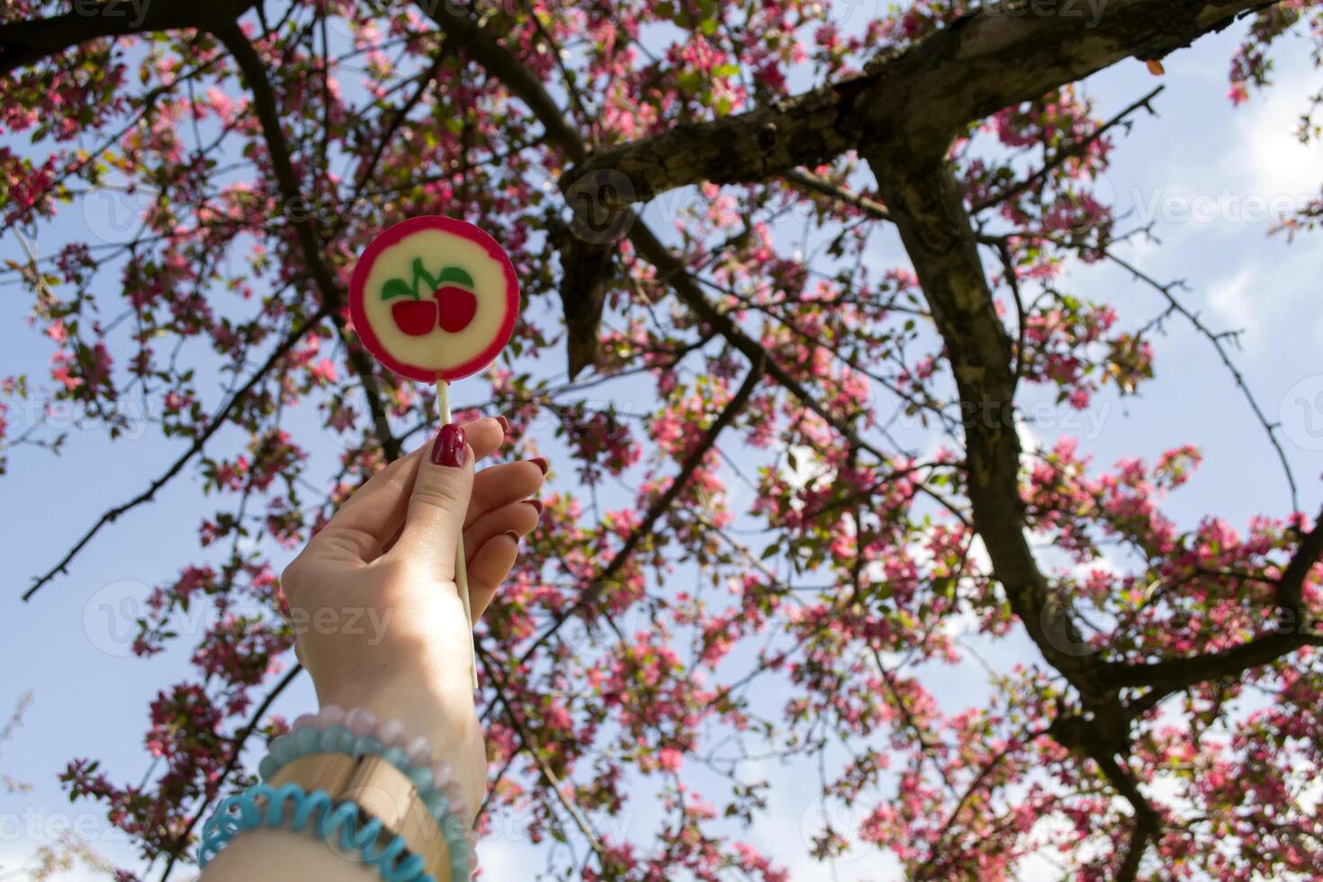 Lollipop in woman's hand against a blooming cherry tree background. photo