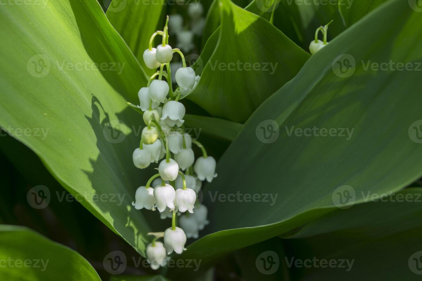 Lily of the valley close up photo